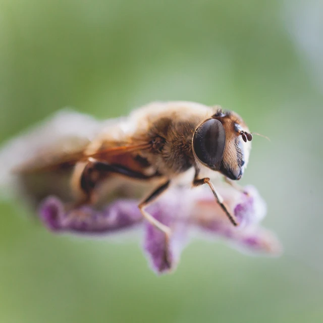 Macro-opname van een honingbij